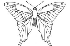 Butterfly Coloring Pictures 2