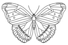 Butterfly Coloring Pictures 7