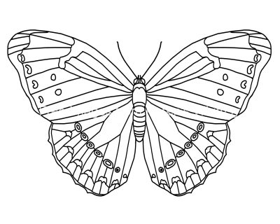 Butterfly Coloring Pictures 7