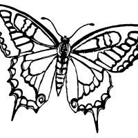 Coloring Pages of Butterflies
