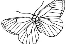 Coloring Pages Of Butterflies 2