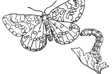 Coloring Pages Of Butterflies 7