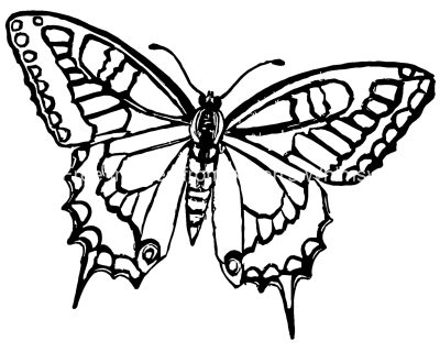 Coloring Pages Of Butterflies 1