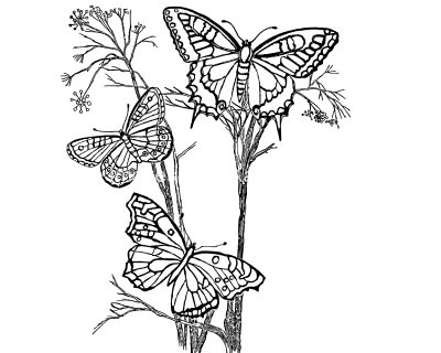 Coloring Pages Of Butterflies 3