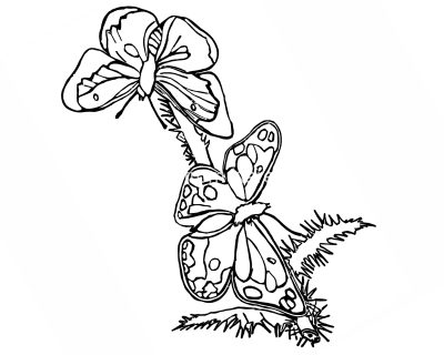 Coloring Pages Of Butterflies 4