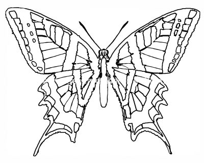 Coloring Pages Of Butterflies 6