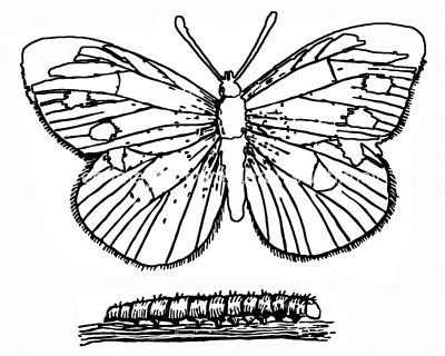 Coloring Pages Of Butterflies 8