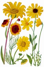 Free Clipart Of Flowers 2