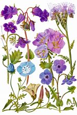 Free Clipart Of Flowers 3