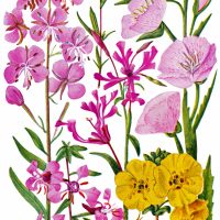 Free Flowers Clipart