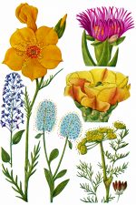 Free Flowers Clipart 5