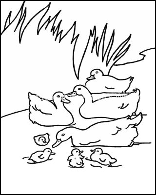 Farm Animals Coloring Pages 10 Ducks Swimming