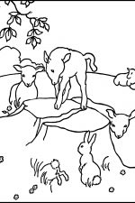 Coloring Pages Of Cute Animals 5 Lambs And Bunnies