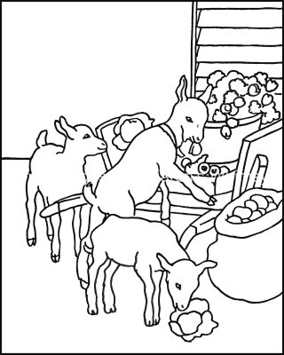 Coloring Pages Of Cute Animals 8 Lambs Eating Lettuce