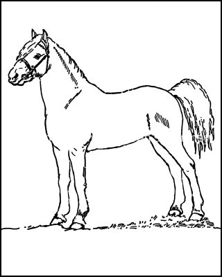 Coloring Pages For Farm Animals 12 Horse With Halter