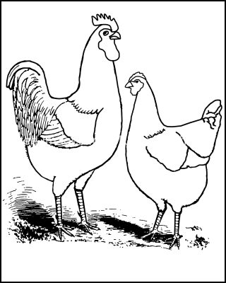 Coloring Pages For Farm Animals 9 Rooster And Hen