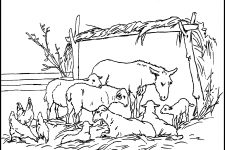 Coloring Pages Of Animals 1 Sheep And Donkey