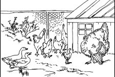 Coloring Pages Of Animals 12 Facing The Turkey