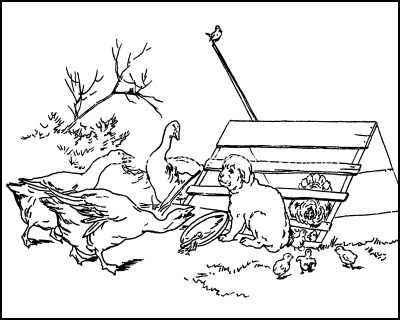 Coloring Pages Of Animals 11 Geese And Pup
