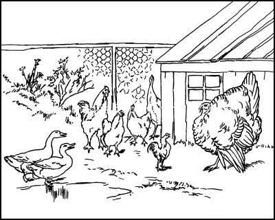 Coloring Pages Of Animals 12 Facing The Turkey