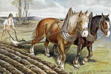 Drawings Of Farm Animals 1 Horses Plowing