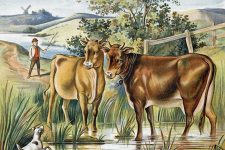 Drawings Of Farm Animals 10 Cows In A Swamp