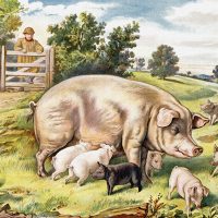 Drawings of Farm Animals