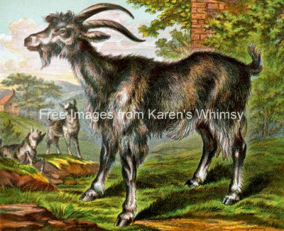 Drawings Of Farm Animals 12 Shaggy Goats
