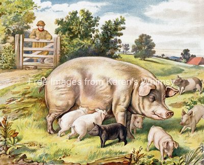Drawings Of Farm Animals 5 Piglets Eating