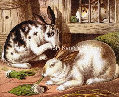 Drawings Of Farm Animals 9 Bunny Rabbits