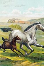 Clipart Farm Animals 11 Two Horses Running