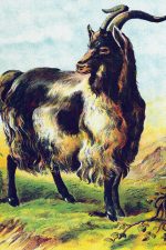 Clip Art Of Farm Animals 5 Long Horned Goat