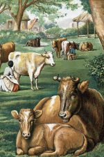 Clip Art Of Farm Animals 6 Resting Cattle