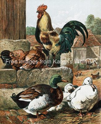 Clip Art Of Farm Animals 8 Ducks And Chickens