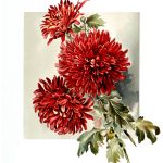 Bouquet Of Flowers Clip Art 10