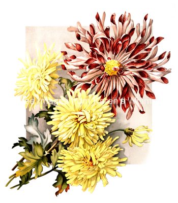 Bouquet Of Flowers Clip Art 5