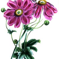 Free Flowers Clip Art