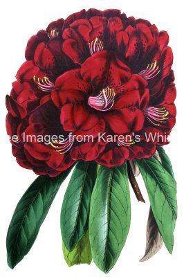 Free Clip Art For Flowers 1