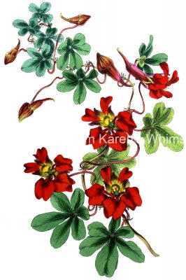 Free Clip Art For Flowers 10