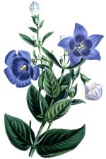 Clip Art Flower Images 1