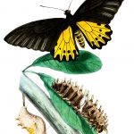 Butterfly Life Cycle 1 - Amphrisius Nymphalides