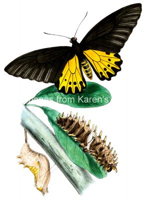 Butterfly Life Cycle 1 - Amphrisius Nymphalides