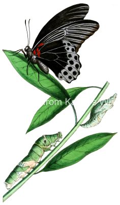 Butterfly Life Cycle 3 - Papilio Memnon