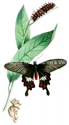 Butterfly Life Cycle 4 - Polydorus Thoas