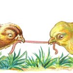 Baby Chicks 1 - Chicks Tug Worm