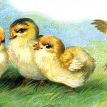 Baby Chicks 2 - Four Chicks Together