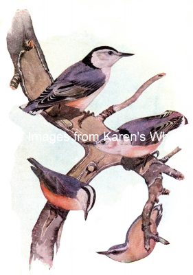 Bird Clip Art 5 - Four Nuthatches