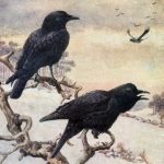Bird Clipart 2 - Crows Calling Out