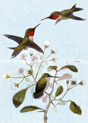 Bird Clipart 3 - Three Hummingbirds