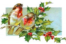 Clipart Images of Christmas 8 - Birds on Holly